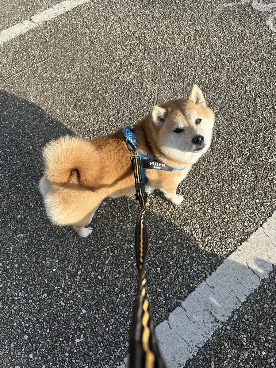 おはようございます☀️
嬉しそうにルンルンでトリミング(病院)へ向かったのに
待合室で徐々にガクブルになってしまいました🫣

 #柴犬