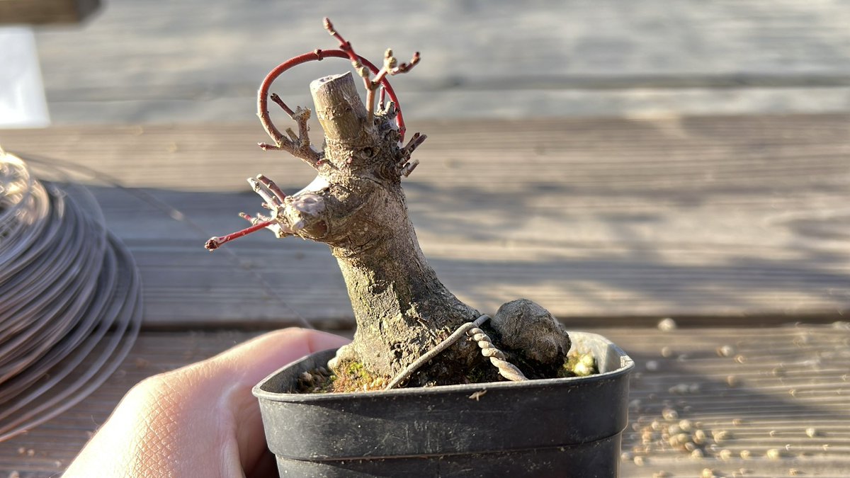 BONSAI BOSSA🪴 (@bonsaibossa) / Posts / X