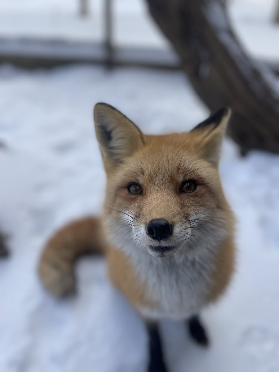 BRWildlifeCtr's tweet photo. Jasper, our Ambassador Red Fox, is wishing everyone a happy snow day! https://t.co/rAbE6F4R5d