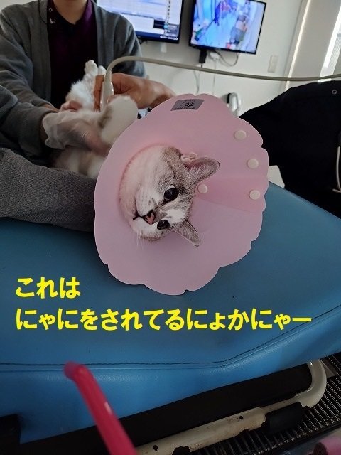 【koharuページ】 KOHARUのTシャツ気になって、元バンドマンだった夫に聞いたら、ACDCっ