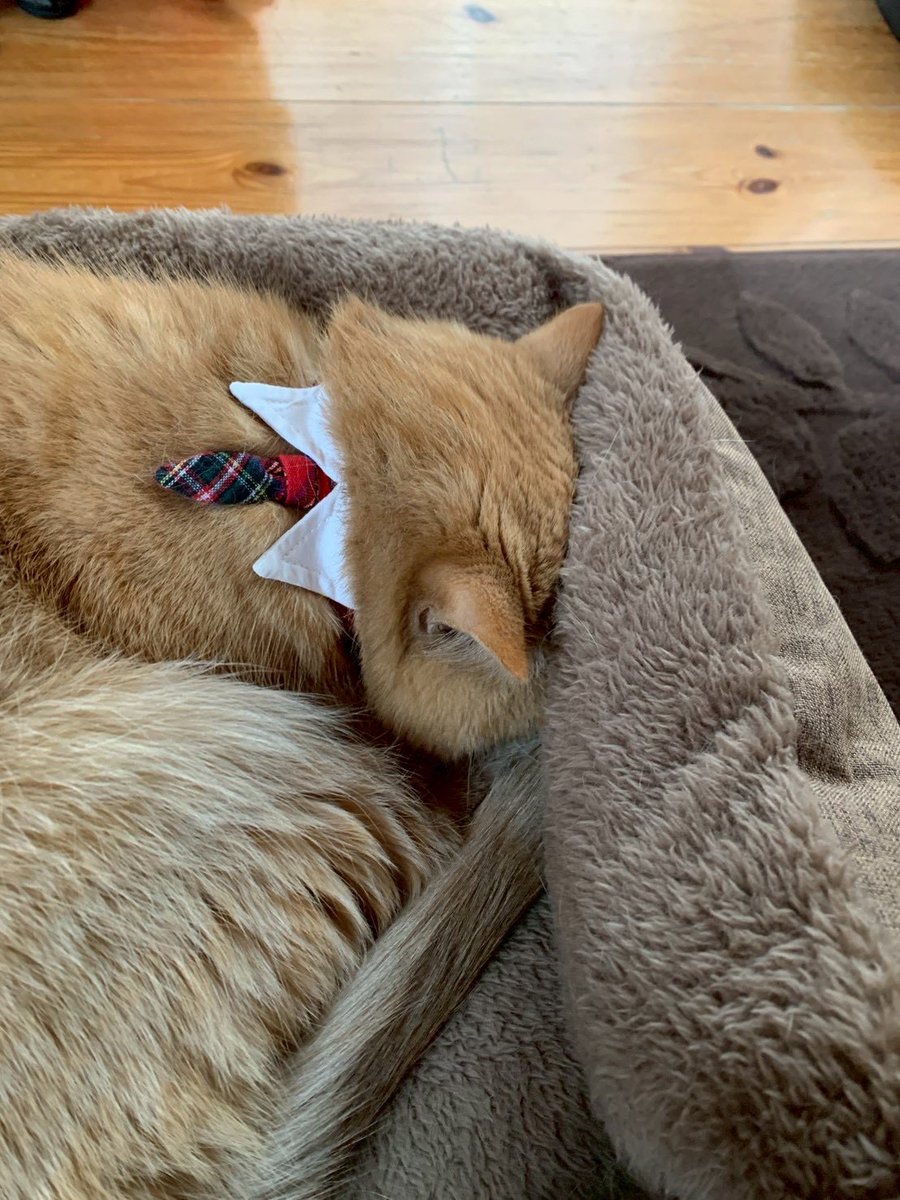 まろん (@AA10F4rwEsRDYsV) / Posts / X