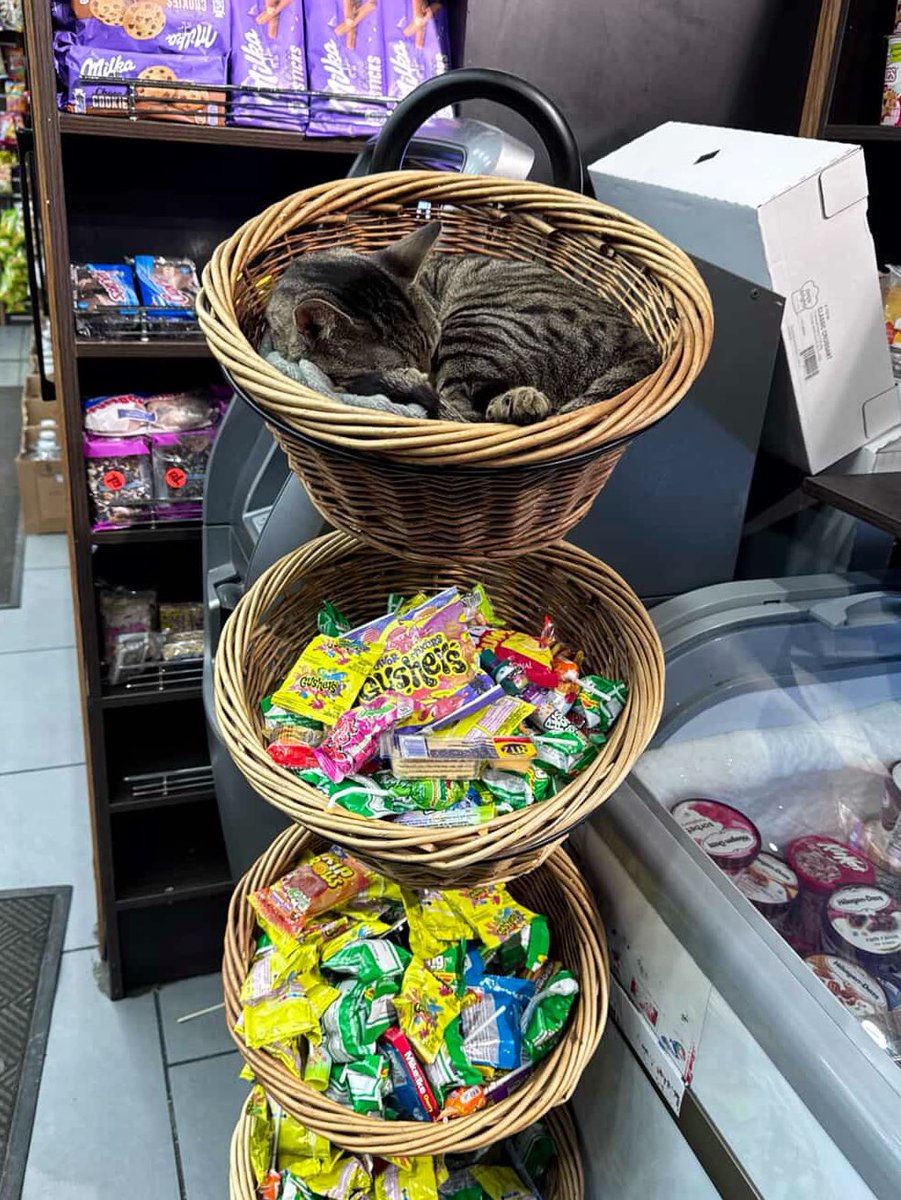 Bodega Cats (@bodegacats_) on Twitter photo 