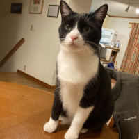 【迷子情報】
アニコム迷子捜索隊です。
2026年1月27日　神奈川県横浜市金沢区東朝比奈2丁目付近で混血猫のノンちゃん（5歳）が迷子になってしまいました。

毛色は黒色と白色のハチワレの男の子です。

近辺にお住まいの方で、お心当たりのある方はどうか情報をお寄せください！