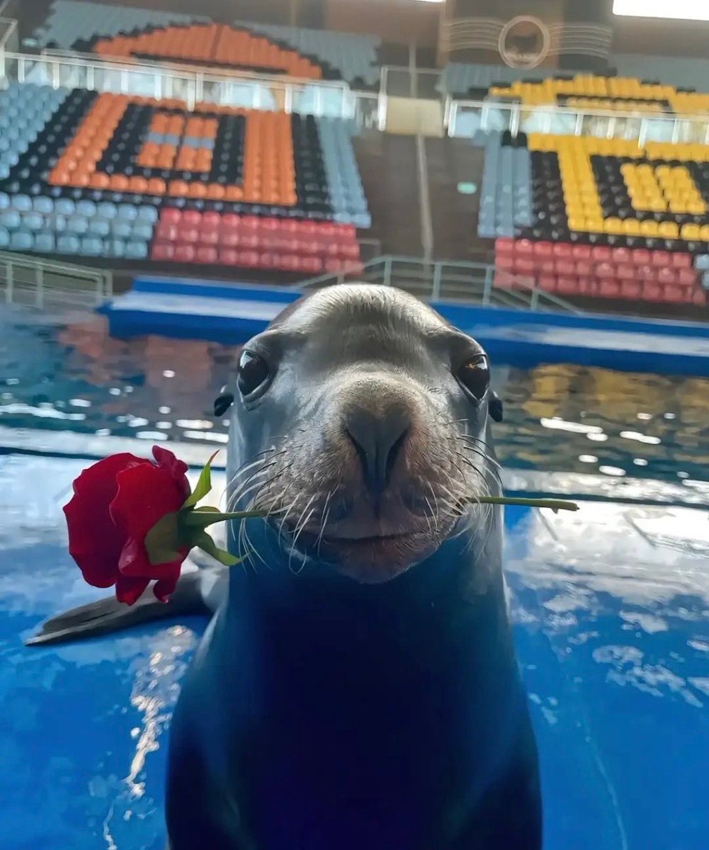 the most ROMANTIC pinniped duo around… the ladies are SWOONING!!