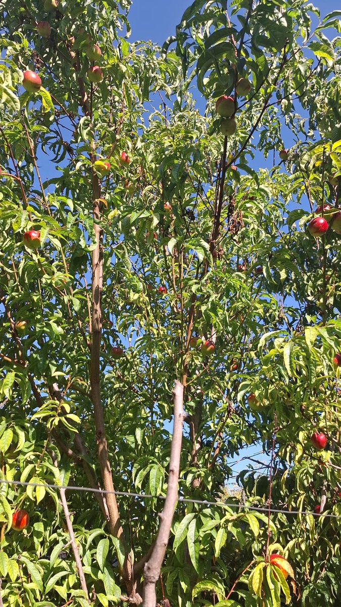 Es útil abonar la tierra cada año.
Aquí vean el fruto,  donde antes no había ■