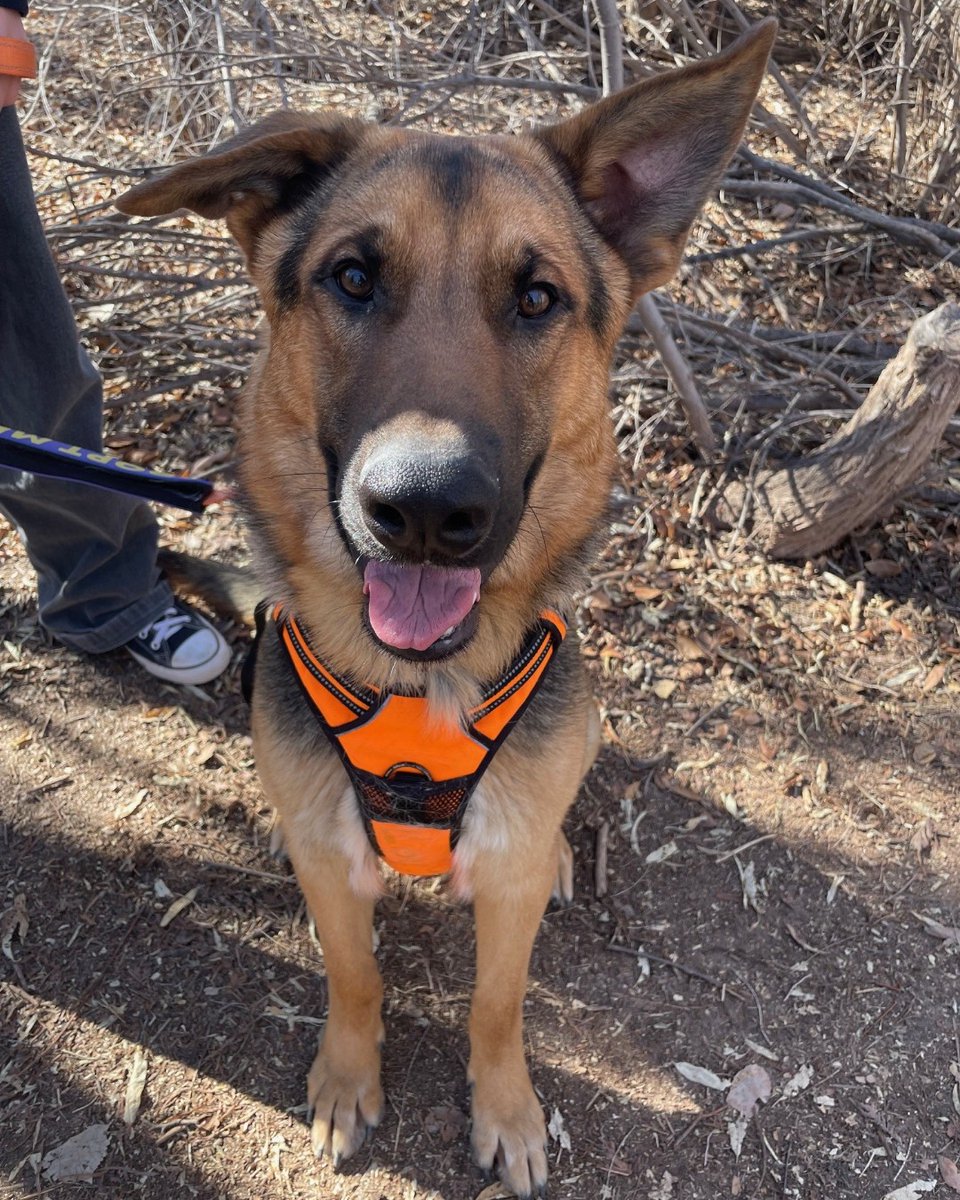 Bernalillo County Animal Care and Resource Center tweet media