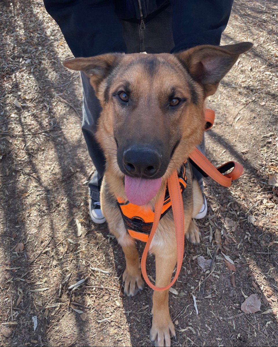 Bernalillo County Animal Care and Resource Center tweet media