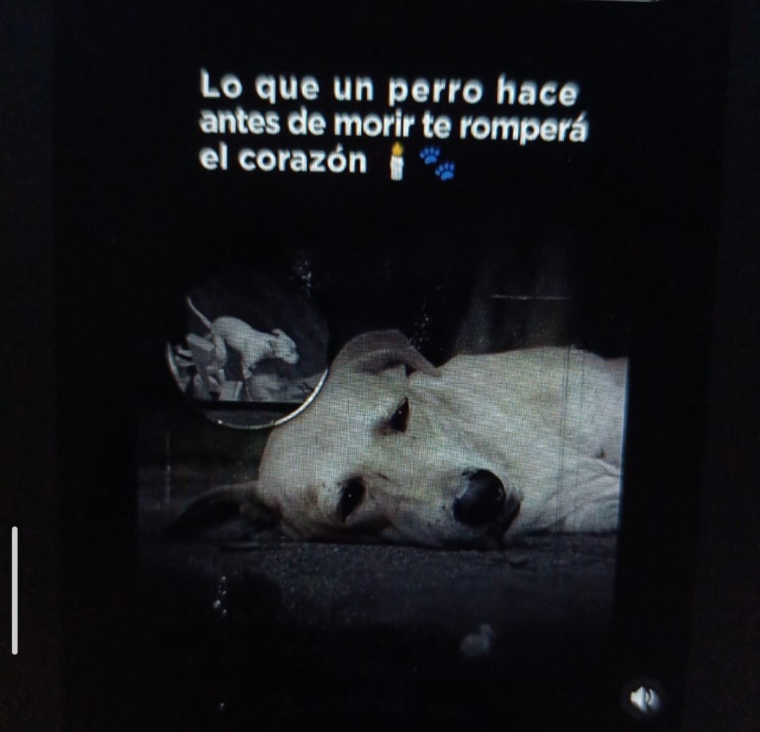 " Dicen que los perros saben cuándo ha llegado su hora"…

Pero lo que hacen en esos últimos minutos es algo
que muy pocos humanos podrían soportar ver.

No es miedo.
No es dolor.
Es algo más profundo… una despedida silenciosa, llena de amor,
que solo ellos entienden.

Una joven