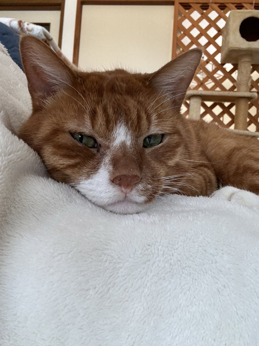 maplemaple19's tweet photo. ネムネム猫 膝上二度寝
アンモニャイト

#甘えん坊
#猫のいる生活
#猫のいる生活 https://t.co/NvsS8EU2WQ