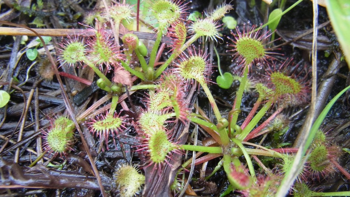 「最近キノコと食虫植物に夢中なむすこ(4) 「ママ、モウセンゴケってしってるぅ?」」|こるこ@ムスメ7yむすこ1.3yのイラスト