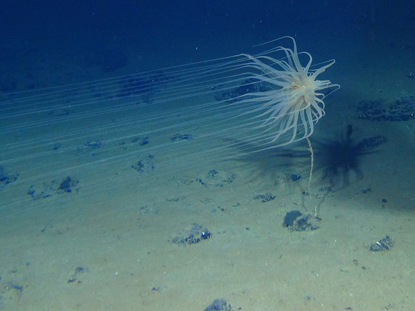 This is a critical mistake - last untouched place on Earth 
Nodules that creates oxygen for deep sea life and took millions of years to form will be destroyed in seconds 
Marine life above too will be smothered 
A critical carbon sink will be destroyed fueling global warming