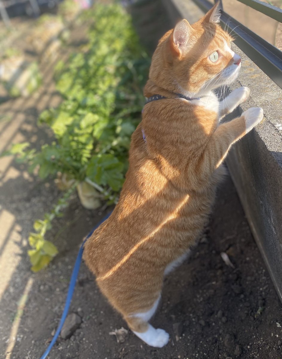 ハチ (@happy_pawsome) / Posts / X