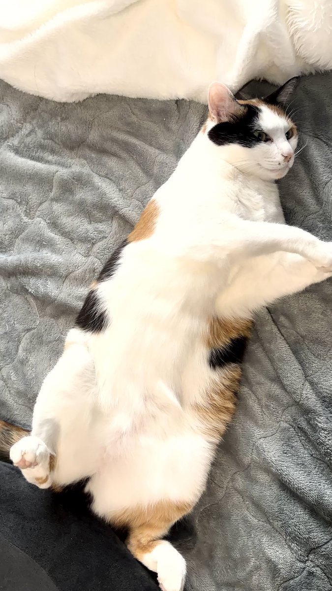 大人猫のかわいいぽんぽんも見て〜

 #猫がいる暮らし  #ねこかわいいね