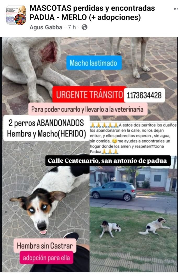 Perros de Merlo (@perrosdemerlo) on Twitter photo 