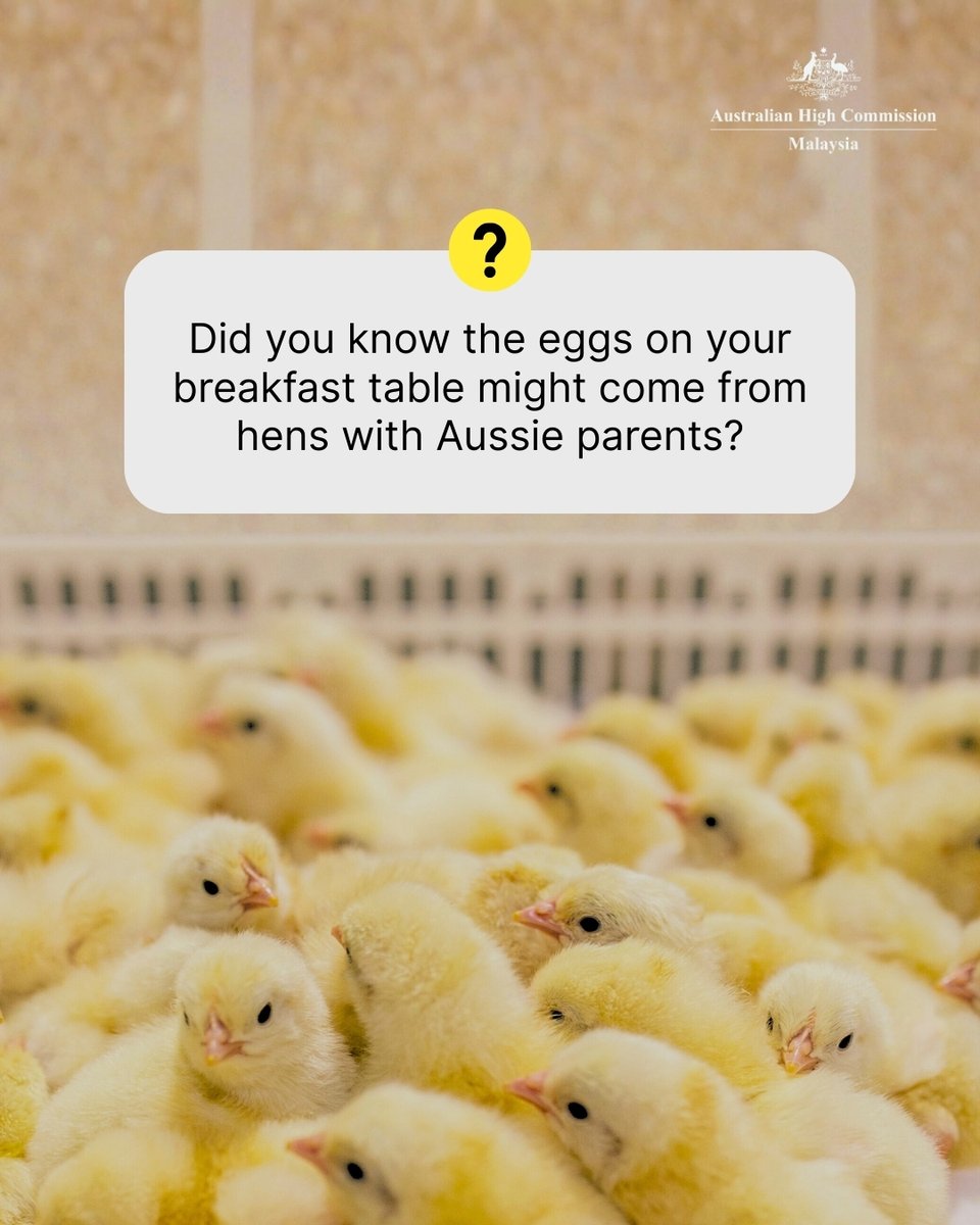AusHCMalaysia's tweet image. Did you know your breakfast eggs might have an 🇦🇺 Aussie origin?

Last year, DVS Malaysia approved imports of day-old chicks from 🇦🇺 to become parents of hens laying 🇲🇾’s table eggs 🥚

This eggcelent trade boosts 🇲🇾’s food security &amp;amp; #agrifood trade between 🇲🇾 and 🇦🇺!