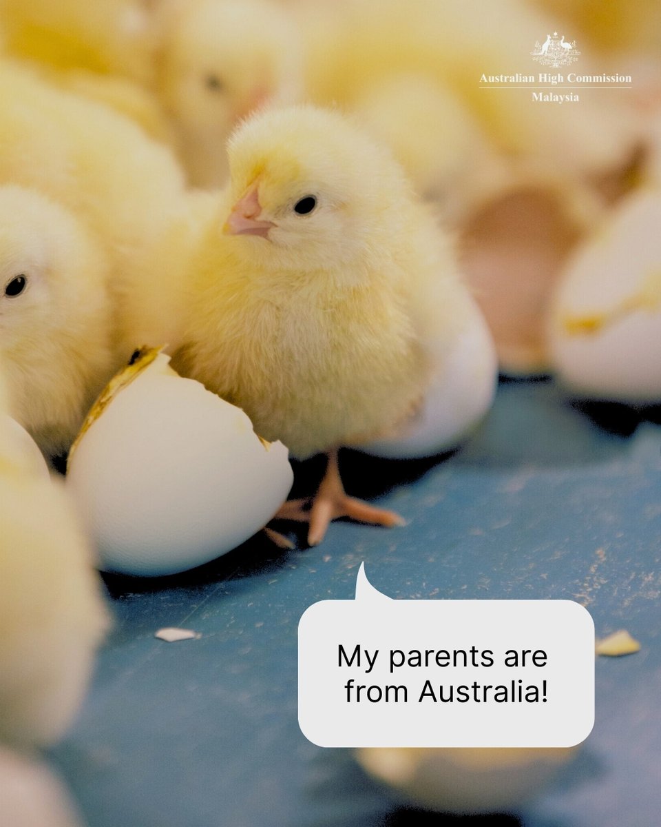 AusHCMalaysia's tweet image. Did you know your breakfast eggs might have an 🇦🇺 Aussie origin?

Last year, DVS Malaysia approved imports of day-old chicks from 🇦🇺 to become parents of hens laying 🇲🇾’s table eggs 🥚

This eggcelent trade boosts 🇲🇾’s food security &amp;amp; #agrifood trade between 🇲🇾 and 🇦🇺!
