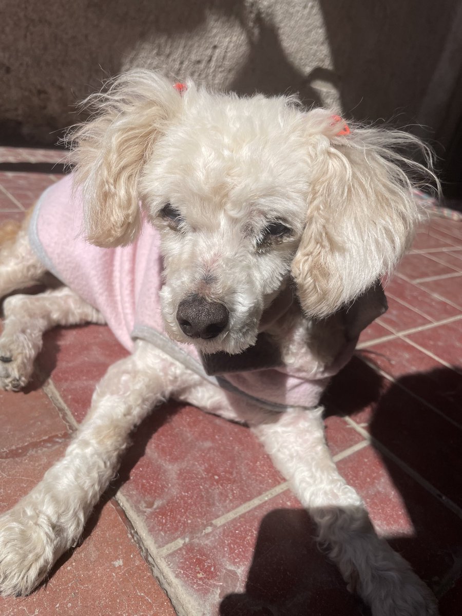 Shai Zoe【Akari Live】🐰💙 tweet media