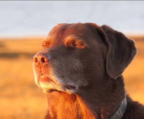 𝓜𝐚𝐥𝐥𝐞𝐮𝐬. tweet media