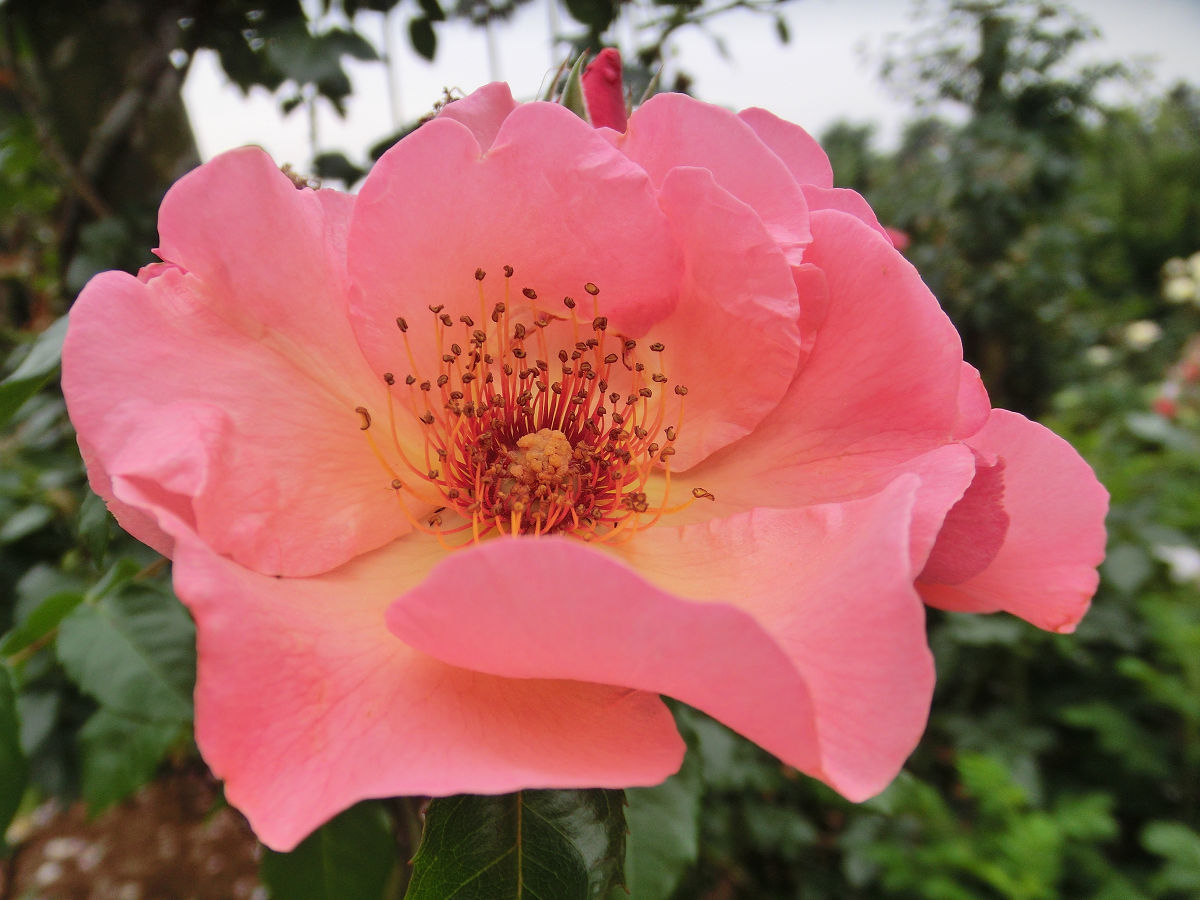 海外の写真共有サイトに投稿した写真。 「May 2016 Yatsu Rose Garden