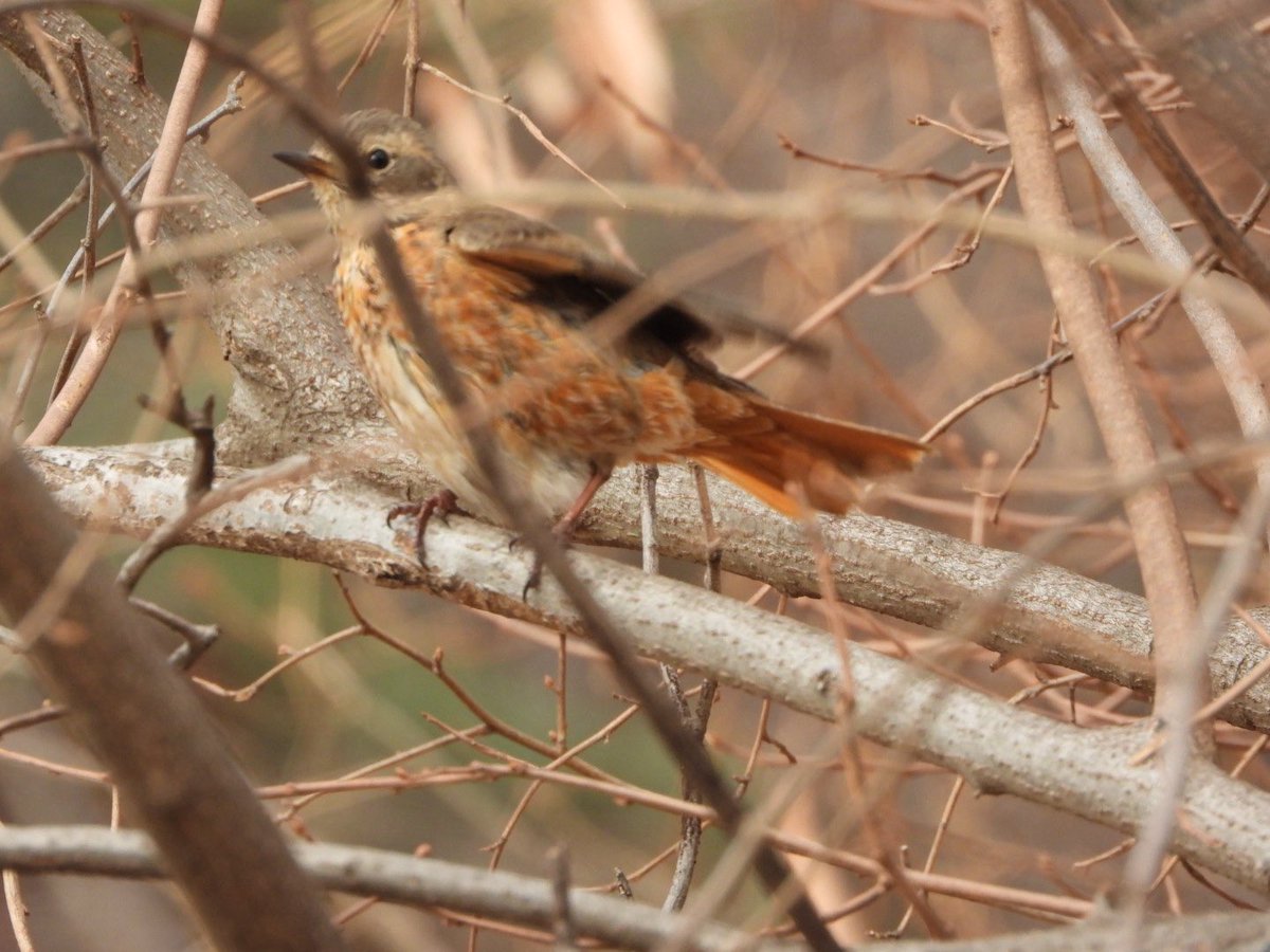 고요한 남산 탐조 중에 담아온 지빠귀 3종세트.
개똥, 흰배, 노랑지빠귀
4번 노랑이는 목욕을 끝내고 몸을 털더니 순식간(2분 소요)에 3번처럼 빵빵해졌어요. 
같은 애라 믿기지 않을 정도. 😳