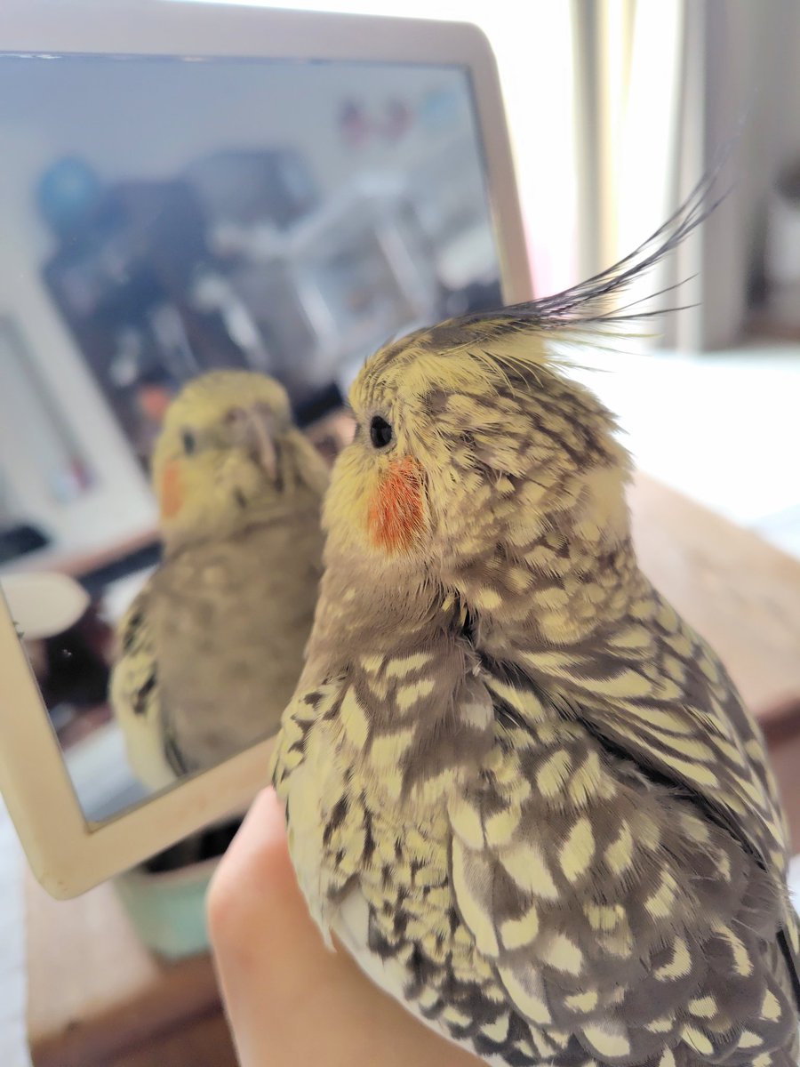 鳥好きっ！ 鳥好き