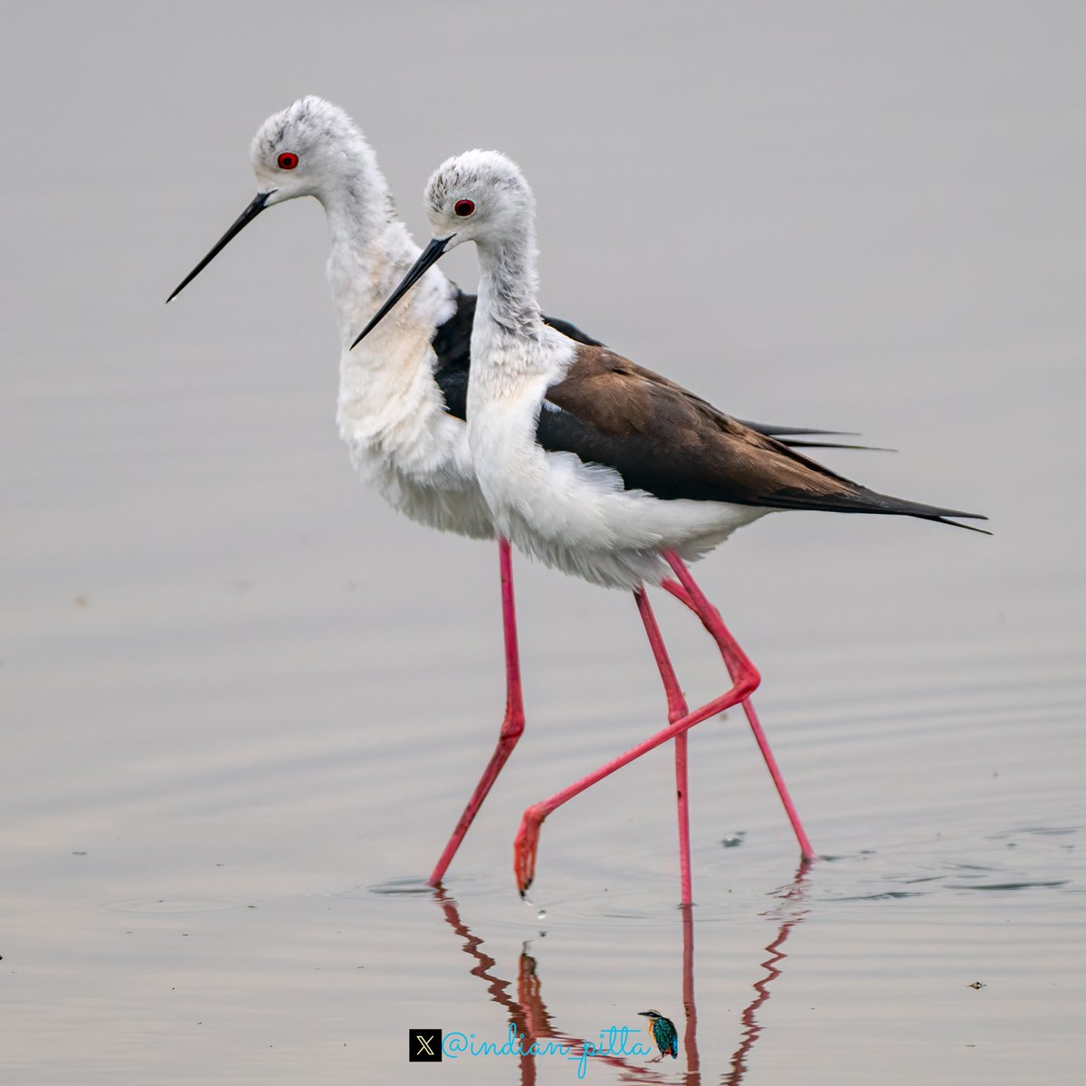 Mohit Mehta tweet media