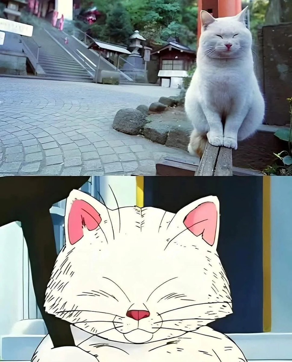 【　For☆カリン様　】 リアル・カリン様🐱