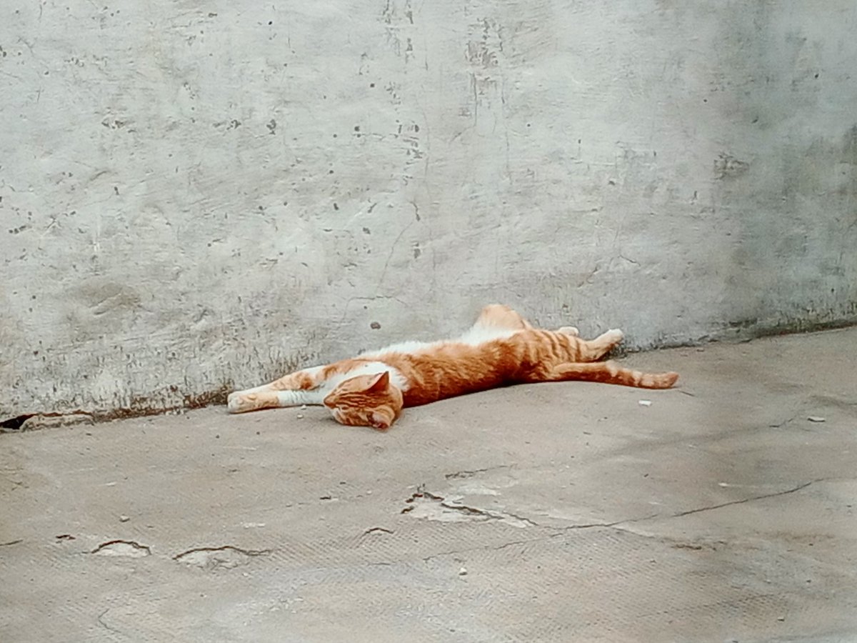 Niatopolis's tweet photo. #LunesDeFotoPropia
#Pocha
Cada uno duerme como quiere https://t.co/h6gbr0V9mO