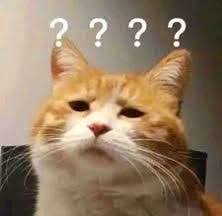 貓語 ACatMeows tweet media