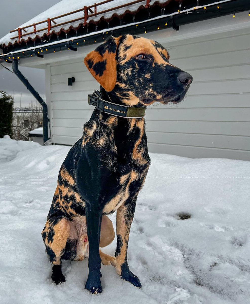 What would you name him ?