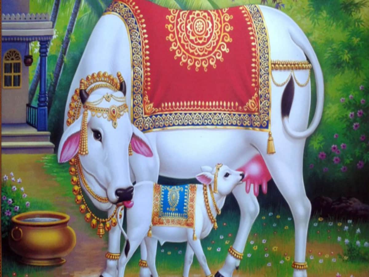 राष्ट्रिय जनावर गाई खान पाउनु पर्छ भन्ने विचार बोकेको पार्टी विरुद्ध वहिष्कार अभियान आजै बाट सुरू गरौ।
चुनाव नजित्दै  गाई खान पाउनुपर्छ भन्नेहरू, भोलि चुनाव जिते पछि घर घरमा गाई काट्न बाध्य पार्ने छैनन् भन्ने के ग्यारेन्टी?
गाई हाम्रो माता हो।
गाई हाम्रो राष्ट्रिय जनावर हो।