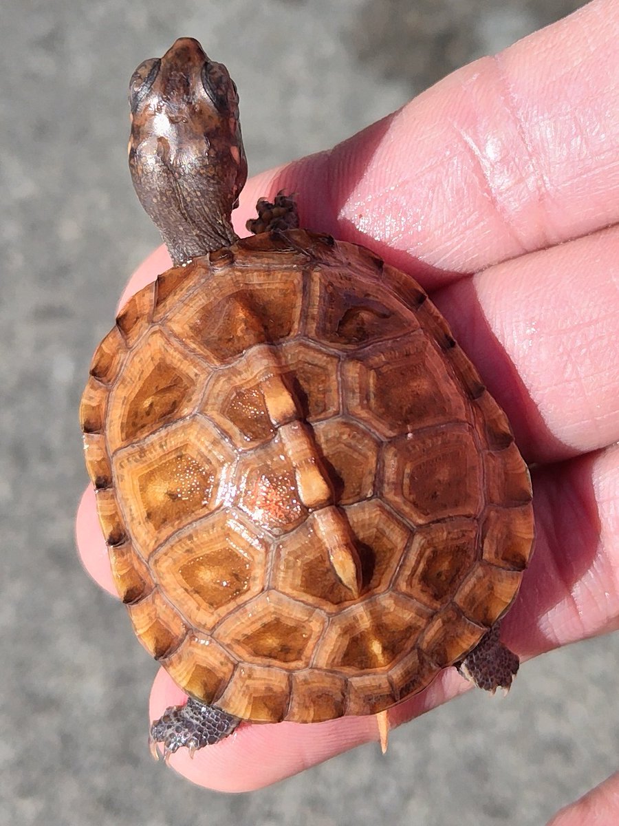 tito (@34_wgnc) / Posts / X