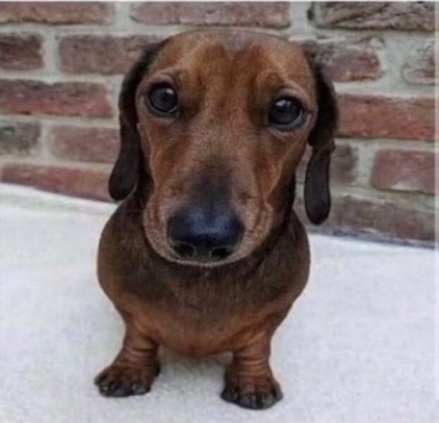 Meu gato quebrou o moldem do Wi-Fi não é possível