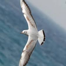 Ctx67_'s tweet image. #سيب_ايه_قرانيه                                                                                                  {وَمَا مِن دَابَّةٍ فِي الْأَرْضِ وَلَا طَائِرٍ يَطِيرُ بِجَنَاحَيْهِ إِلَّا أُمَمٌ أَمْثَالُكُم }.