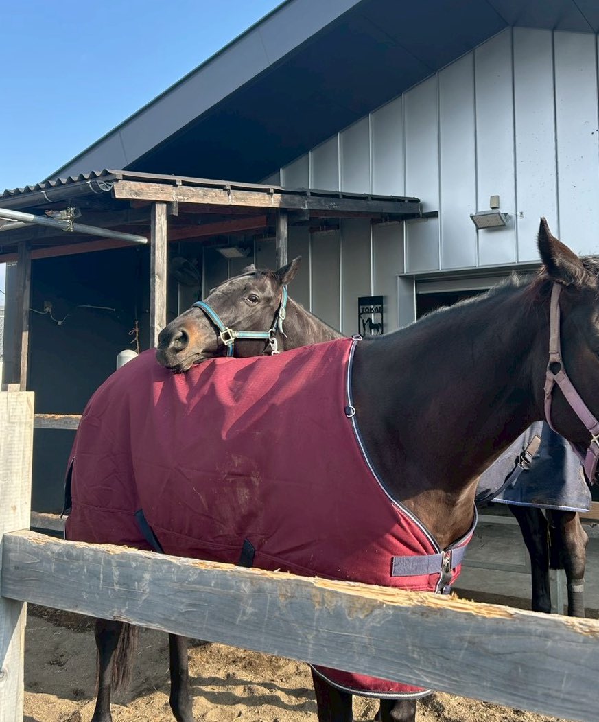 僕の顎置き場🐴