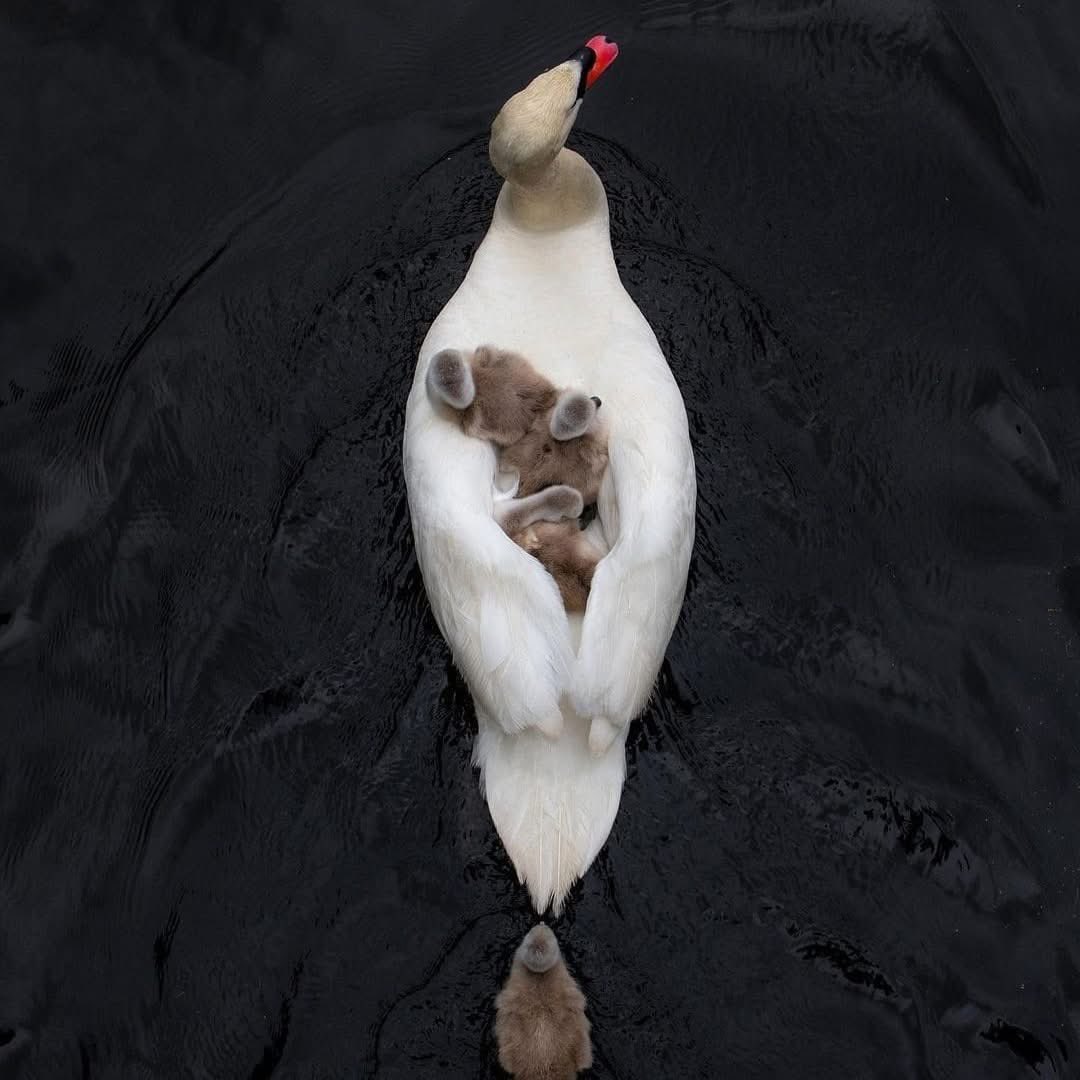 samrujlok's tweet image. #พ่อนี้มีบุญคุณอันใหญ่หลวง ภาพพ่อหงส์ที่ดูแลลูก ๆ หลังจากที่คู่ของมันตายลงโดยไม่ทราบสาเหตุ ในสวน Charles River Esplanade ในบอสตัน สหรัฐฯ โดยพ่อหงส์พยายามปกป้องลูก ๆ ของมันด้วยการให้ลูกซ่อนอยู่ใต้ปีก และแบกลูกเอาไว้บนหลัง 

หงส์ เป็นนกน้ำขนาดใหญ่ที่อยู่ในสกุล Cygnus ในวงศ์…