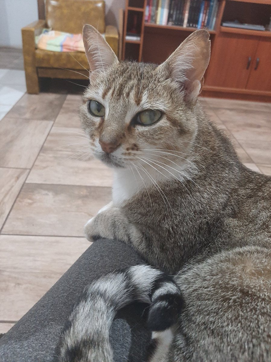 siljacoby's tweet image. Meu amor descansou, obrigada por estar comigo, 15 anos que, em muitos momentos você cuidou de mim, sabia quando eu não estava bem, vinha deitar na minha barriga,  ali ficava ronronando, até tudo ficar melhor. Um dia nos encontraremos, me espera.