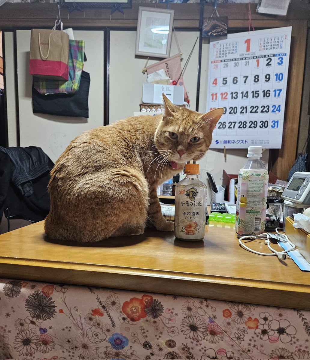 コタツの上に乗ってますがニャにか？ #猫のいる暮らし #猫のいる幸せ