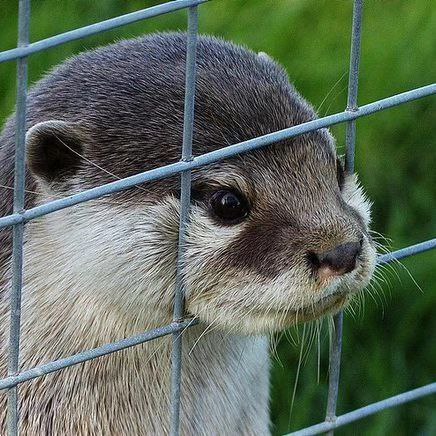 Otter Lover tweet media