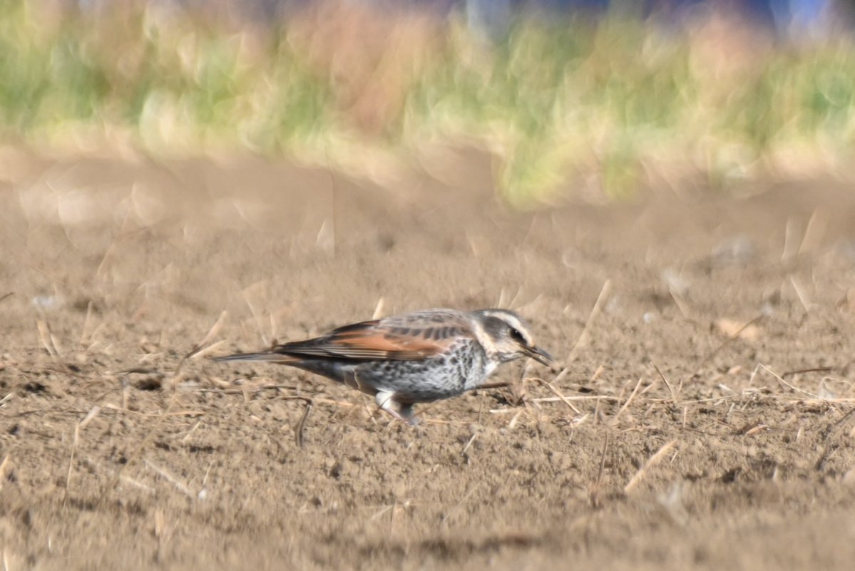 HadanoVC's tweet image. 8時40分の気温4.1度 晴れ
空気が冷たいです！今朝は #表尾根 や #鍋割山稜 に霧氷が付いているのが確認出来たので、表尾根が良く見える西山林道入口方面へ行ってみました。稜線をズームしてみると、木々が真っ白！
途中で、地面に降りた #ジョウビタキ や畑を歩いて餌を探す ＃ツグミ が見られました。