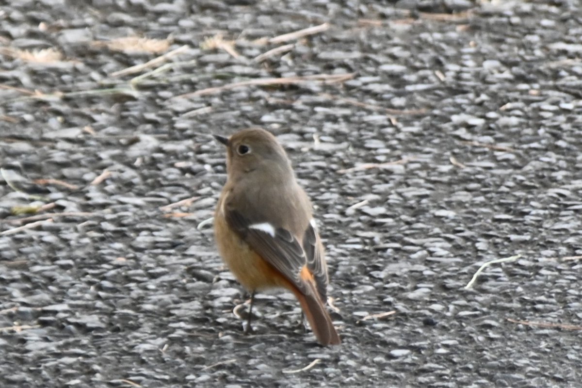 HadanoVC's tweet image. 8時40分の気温4.1度 晴れ
空気が冷たいです！今朝は #表尾根 や #鍋割山稜 に霧氷が付いているのが確認出来たので、表尾根が良く見える西山林道入口方面へ行ってみました。稜線をズームしてみると、木々が真っ白！
途中で、地面に降りた #ジョウビタキ や畑を歩いて餌を探す ＃ツグミ が見られました。