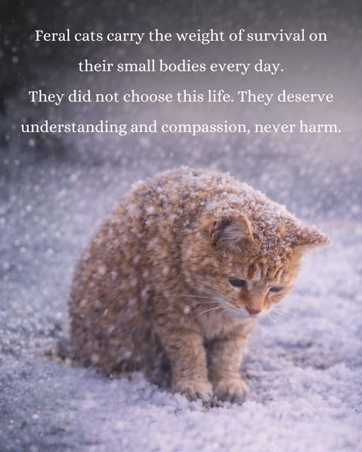 Peter Askin tweet media