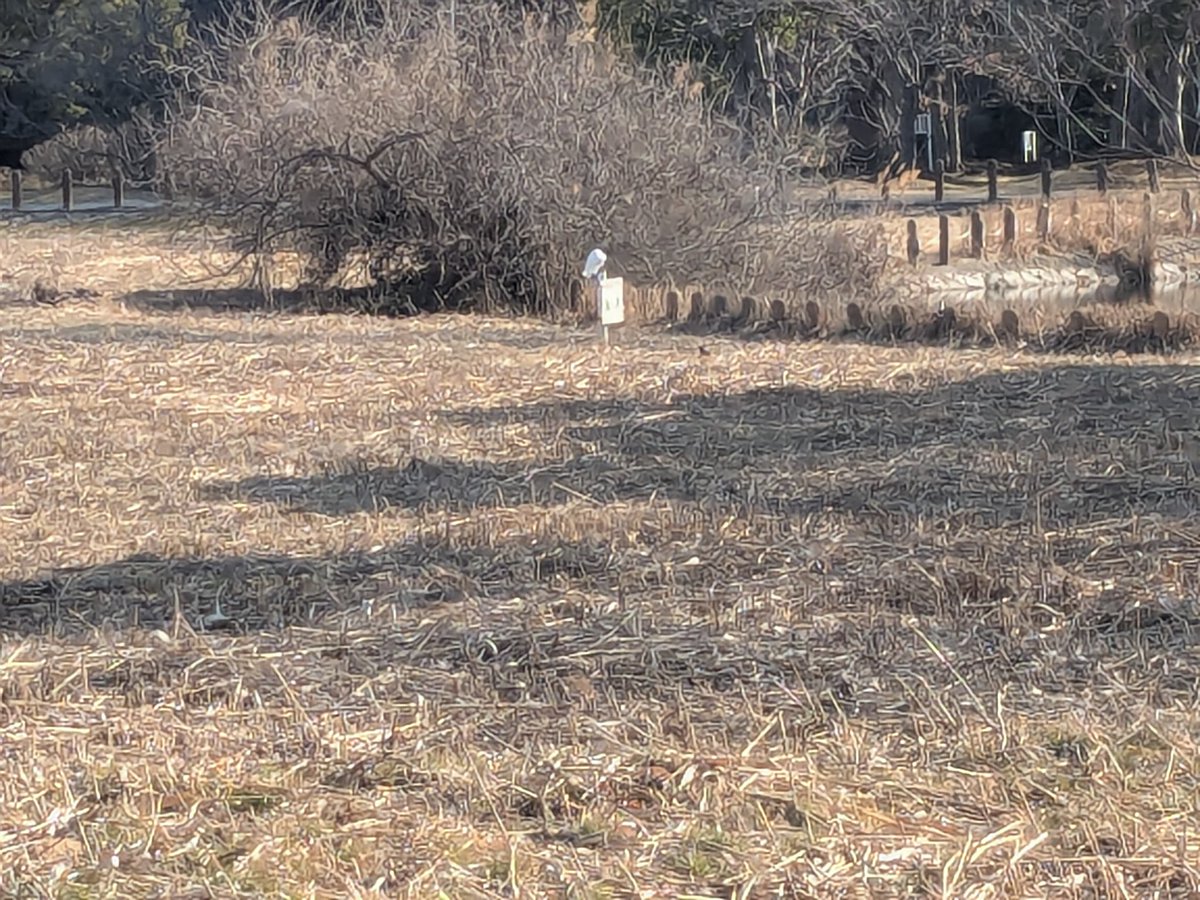 冬の長津川調整池
一面の草が刈られてて水も少なくて夏と全く違う風景だった
#風景写真 #調整池 #鳥