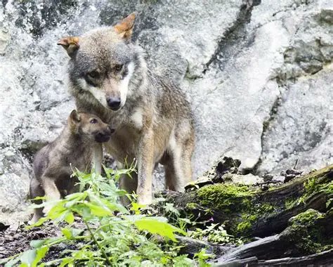 Italy has 3,000-3,500 wolves and humans coexist.  Size of Italy is only around 75% of Montana.  Montana:≈147,040 mi², Italy:≈116,631 mi² .  Yet wolves are protected in Italy while Montana is looking to kill over 558 wolves out of their 1091 wolves.