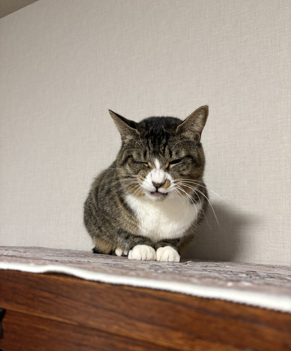 あやねこ 藤 あや子🐾 (@fuji_ayako) / Posts / X