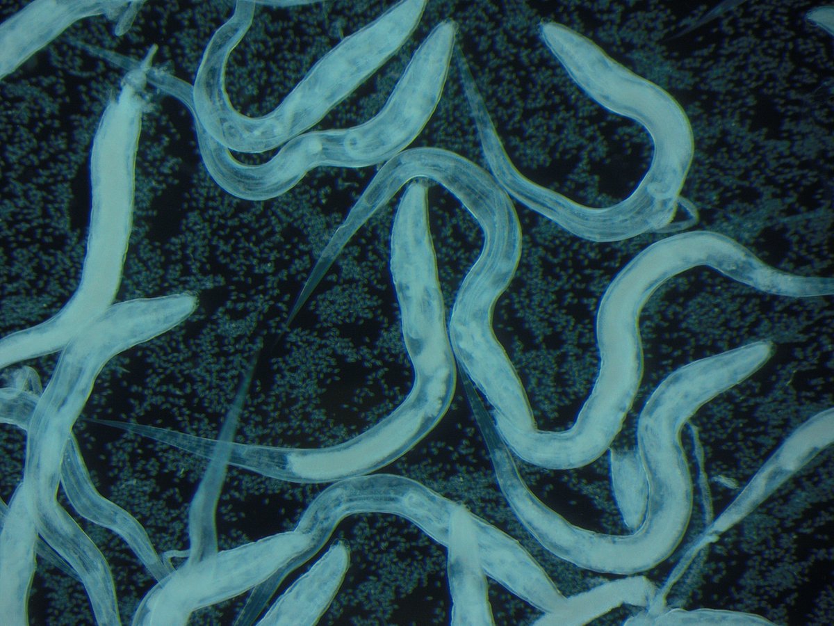 Bobbi Pritt, MD tweet media