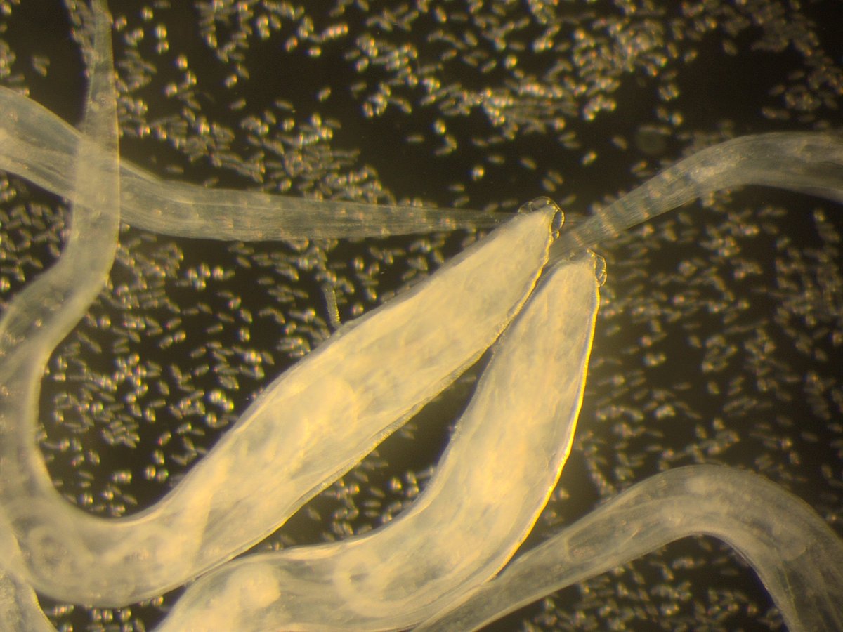 Bobbi Pritt, MD tweet media