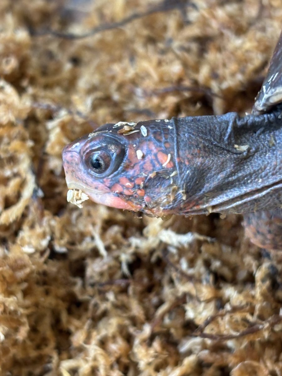 Land-mark tweet media