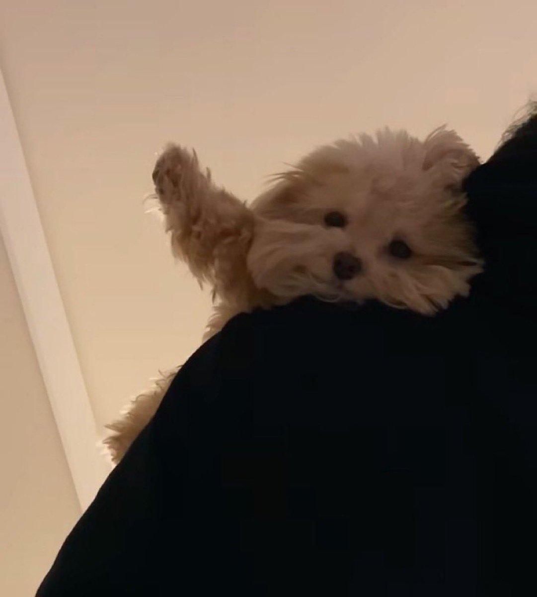 可愛すぎる
手を挙げてるワンコ