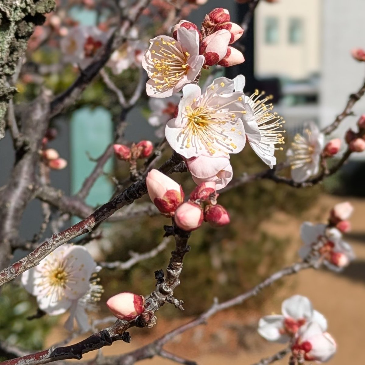 takuto_here's tweet image. 我が家の梅が咲いた。
早咲きの梅ではないが、
平年よりめっちゃ早い。

寒さは厳しいままでも、
気持ちは変わる。